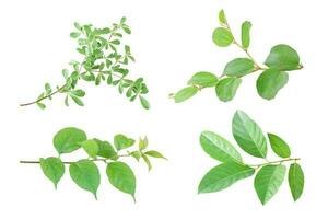Satz grüne Blätter auf Zweig isoliert auf weißem Hintergrund. Objekt mit Beschneidungspfad. foto