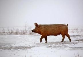 Schwein im Winter foto