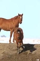 Pferd und Fohlen Kanada foto