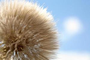 Löwenzahn-Puffball entlang der Landstraße von Saskatchewan gefunden foto