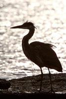 Great Blue Heron auf Felsen am Meer von Prince Rupert foto