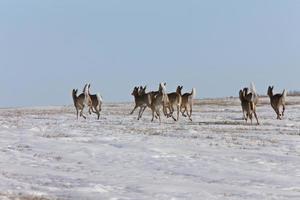Hirsche im Winter Kanada foto