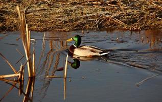 Stockente schwimmen im Teich foto