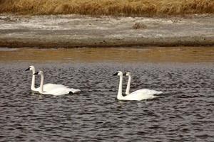 zwei Paare von Tundraschwänen im Saskatchewan-Schlagloch foto