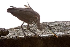 Great Blue Heron auf Felsen am Meer von Prince Rupert foto