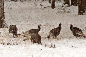 wilder Truthahn im Winter foto