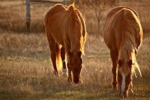 Pferde grasen auf der Weide foto