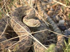 Klapperschlange zusammengerollt neben einer Straße in Saskatchewan foto