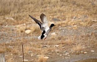 Stockente Erpel im Flug foto