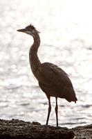 Great Blue Heron auf Felsen am Meer von Prince Rupert foto