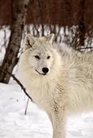 Polarwolf im Winter foto