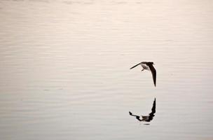 Fliegender Vogel spiegelt sich am Teich am Straßenrand wider foto