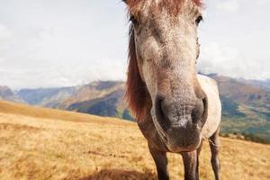 ein braunes und weißes Pferd mit einer langen blonden Mähne foto