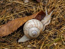 große Gartenschnecke im Schneckenhaus kriecht auf nasser Fahrbahn foto