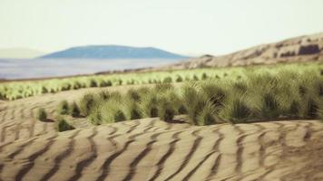 Wüstenlandschaft im Crater National Park foto