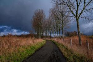 Fußweg zwischen den Bäumen foto