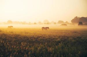 Silhouette von Pferden auf dem Feld foto