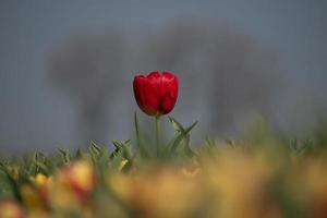 isolierte rote Tulpe foto