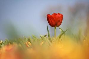 rote Tulpe in einer Bokeh-Landschaft foto