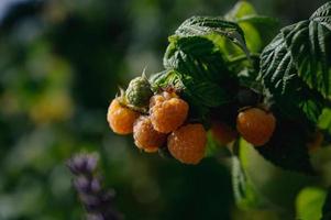 Haufen Beeren auf einem Ast foto