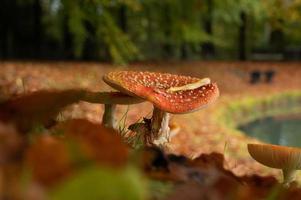 große rote Pilze im Park foto