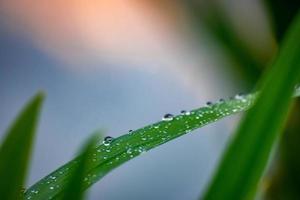 Wassertropfen auf grüne Pflanze foto