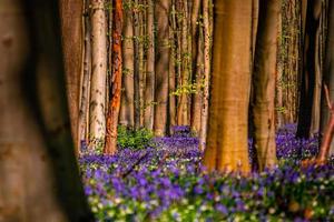 Glockenblumenteppich im Wald foto