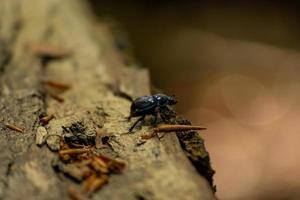 Käfer, der am Rand eines Baumes steht