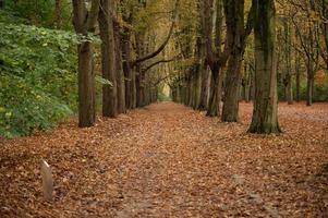 Fußweg mit Blättern bedeckt foto