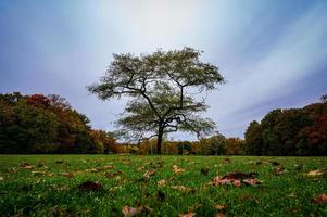 einzelner Baum im Park foto