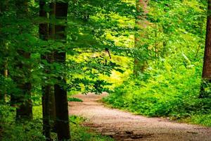 Feldweg im Wald foto