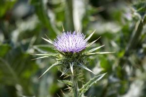 tropische blume, lila und grüne pflanze mit dorn foto