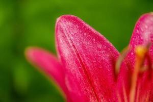 schöne helle Blume. Rote Lilie Makrofoto Nahaufnahme. foto