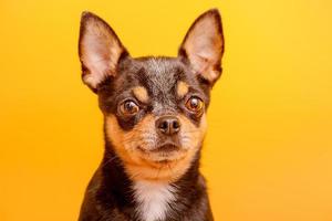 Hunderasse Chihuahua schwarze Farbe auf gelbem Hintergrund. Haustier Tier.