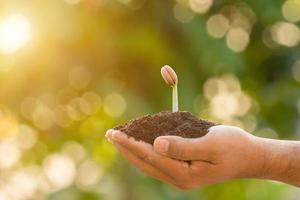 hand des bauern, der jungen spross von afzelia, doussie oder makha mong baum auf grünem gartenunschärfehintergrund hält. Wachstums- und Umweltkonzept foto