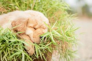 Süßer Welpe Golden Retriever, der kleine Bambuspflanzen oder Thyrsostachys siamensis frisst, spielt im Gartentopf foto