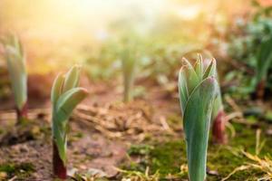 erste grüne Blumensprossen wachsen aus dem Boden. früher Frühling. foto