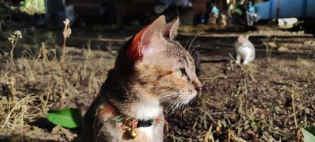 Fotografie Katze weiblich dreifarbig foto
