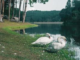 weißer Schwan mit Waldhintergrund foto