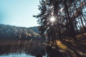 Pinienlandschaft in der Nähe des Stausees foto