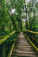 schöner regenwald am naturlehrpfad ang ka im doi inthanon nationalpark, thailand foto