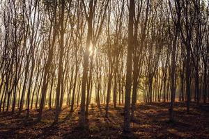 Bewaldete Waldbäume, die vor Sonnenuntergang von goldenem Sonnenlicht hinterleuchtet werden, mit Sonnenstrahlen, die durch Bäume auf dem Waldboden strömen und Äste beleuchten foto