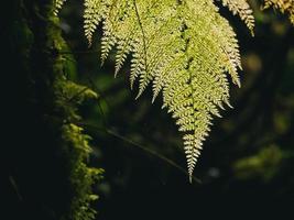 Nahaufnahme verschiedener Pflanzen im Regenwald foto