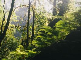 Regenwald im Nationalpark Doi Inthanon, Thailand foto