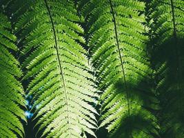 schöne grüne farnblätter in der natur. regenwaldfarnhintergrund foto