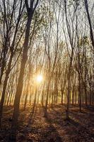 Bewaldete Waldbäume, die vor Sonnenuntergang von goldenem Sonnenlicht hinterleuchtet werden, mit Sonnenstrahlen, die durch Bäume auf dem Waldboden strömen und Äste beleuchten foto