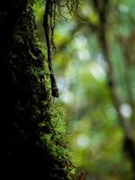 Nahaufnahme verschiedener Pflanzen im Regenwald foto