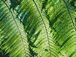 schöne grüne farnblätter in der natur. regenwaldfarnhintergrund foto