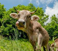 Kuh grast auf der Weide foto