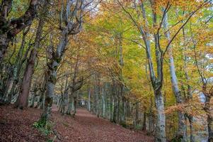 Farben des Waldes im Herbst foto